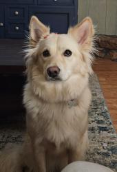 Lost Female Dog last seen Chestnut Mountain Rd/ Danville Rd, Decatur, AL 35603