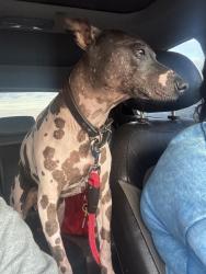 Reunited Male Dog last seen Whitfield Dr., North Richland Hills, TX 76180