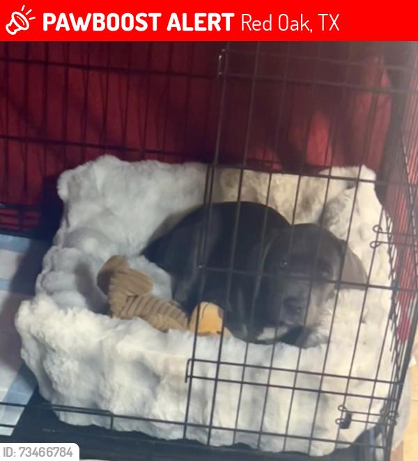 Lost Female Dog last seen Westmoreland, Red Oak, TX 75154