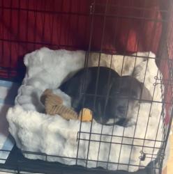 Lost Female Dog last seen Westmoreland, Red Oak, TX 75154