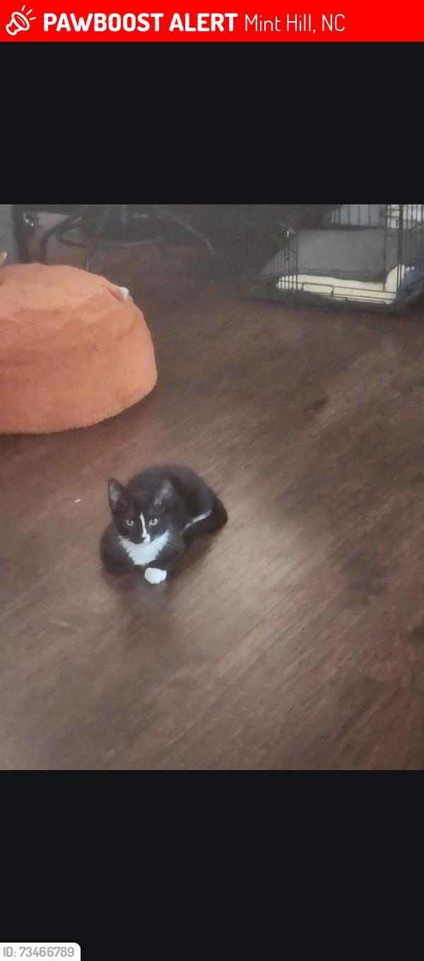 Lost Male Cat last seen Hannon and woodbeam ct, Mint Hill, NC 28227