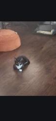 Lost Male Cat last seen Hannon and woodbeam ct, Mint Hill, NC 28227