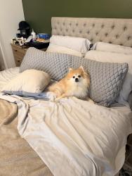 Reunited Male Dog last seen Near Calle Aguadulce, San Diego, CA 92139, USA, San Diego, CA 92139