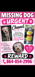 Lost Female Dog last seen Cokesbury grocery, Hodges, SC 29653