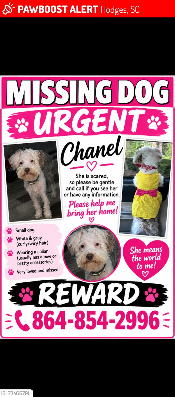 Lost Female Dog last seen Cokesbury grocery, Hodges, SC 29653