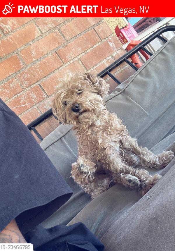 Lost Male Dog last seen Torrey Pines, Las Vegas, NV 89118