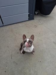 Reunited Female Dog last seen Yosemite and El vista, Modesto, CA 95354