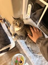 Lost Female Cat last seen Airport and Shute road near intel, Hillsboro, OR 97124