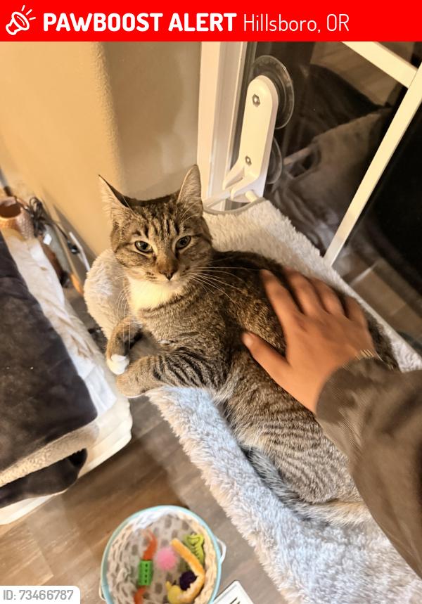 Lost Female Cat last seen Airport and Shute road near intel, Hillsboro, OR 97124