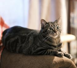 Lost Female Cat last seen 55th and Cactus, Glendale, AZ 85304