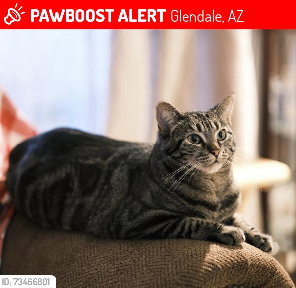 Lost Female Cat last seen 55th and Cactus, Glendale, AZ 85304