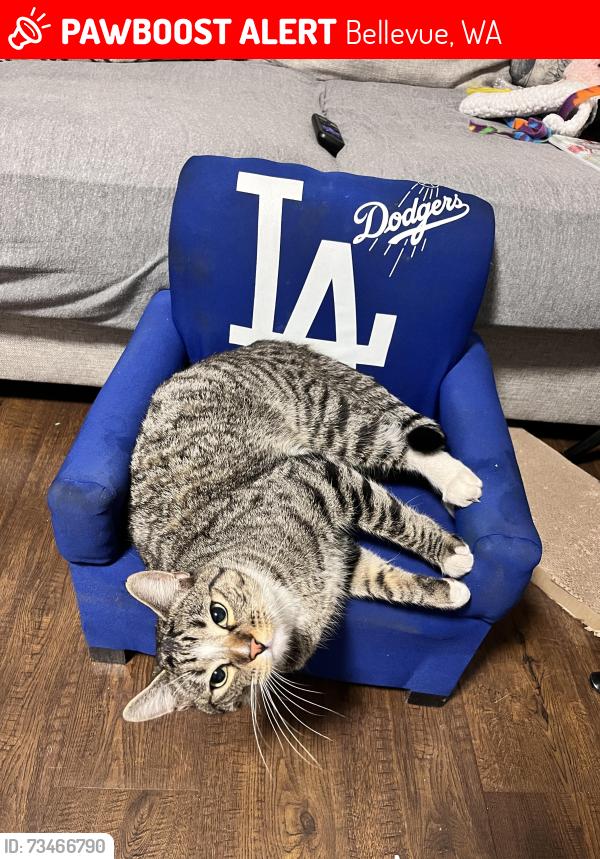 Lost Male Cat last seen W Samm Pkwy & 178th SE 98008, Bellevue, WA 98008