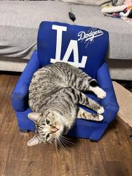 Lost Male Cat last seen W Samm Pkwy & 178th SE 98008, Bellevue, WA 98008