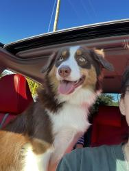 Lost Male Dog last seen Sylvania Ave, Fort Worth, TX 76111