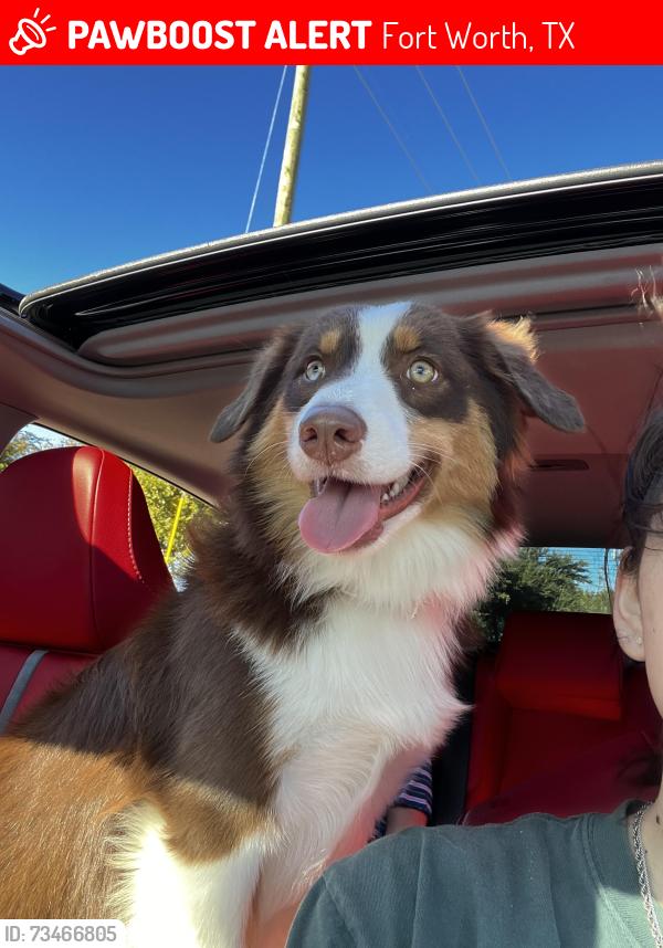 Lost Male Dog last seen Sylvania Ave, Fort Worth, TX 76111
