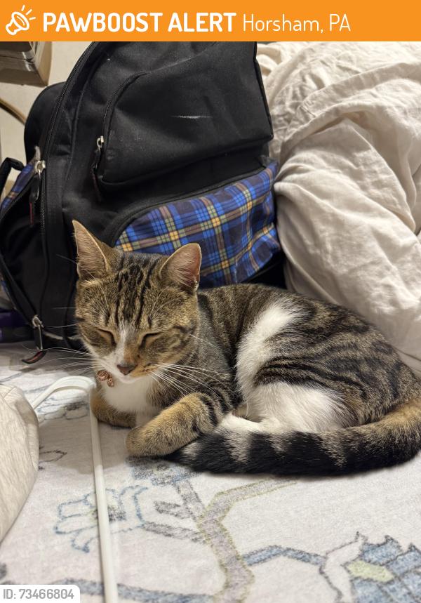 Found/Stray Unknown Cat last seen Near and Blair Mill Rd, Horsham, PA 19040