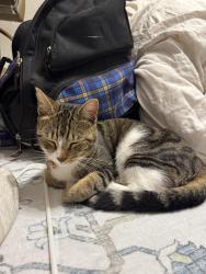 Found/Stray Unknown Cat last seen Near and Blair Mill Rd, Horsham, PA 19040