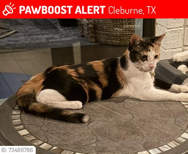 Lost Female Cat last seen Between Dorothy Dr and CR 805B, Cleburne, TX 76031