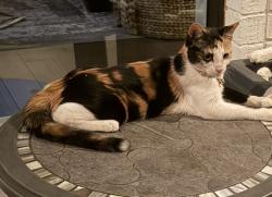 Lost Female Cat last seen Between Dorothy Dr and CR 805B, Cleburne, TX 76031