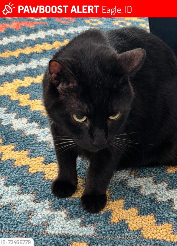 Lost Male Cat last seen Longhorn Pl -Legacy neighborhood, Eagle, ID 83616