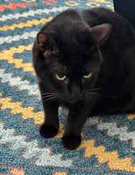 Lost Male Cat last seen Longhorn Pl -Legacy neighborhood, Eagle, ID 83616