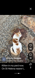 Found/Stray Unknown Cat last seen Mingo, Seaside, CA 93955