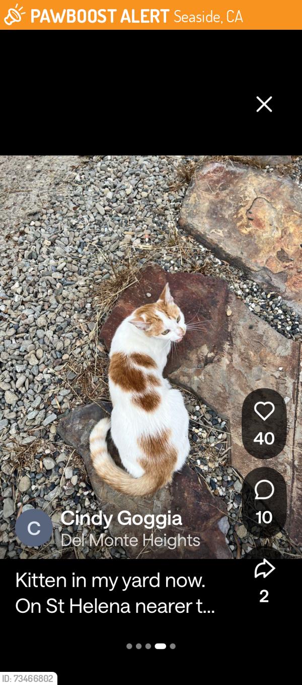 Found/Stray Unknown Cat last seen Mingo, Seaside, CA 93955