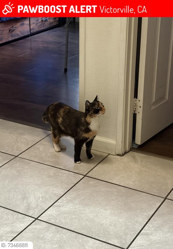 Lost Female Cat last seen Eagle Ranch Pkwy, Victorville, CA 92392