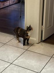 Lost Female Cat last seen Eagle Ranch Pkwy, Victorville, CA 92392