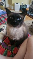 Reunited Female Cat last seen pierce and townsend, Milwaukee, WI 53212