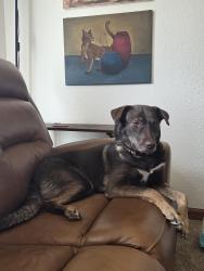 Reunited Female Dog last seen Near Ne 73rd street vancouver wa 98662, Vancouver, WA 98662