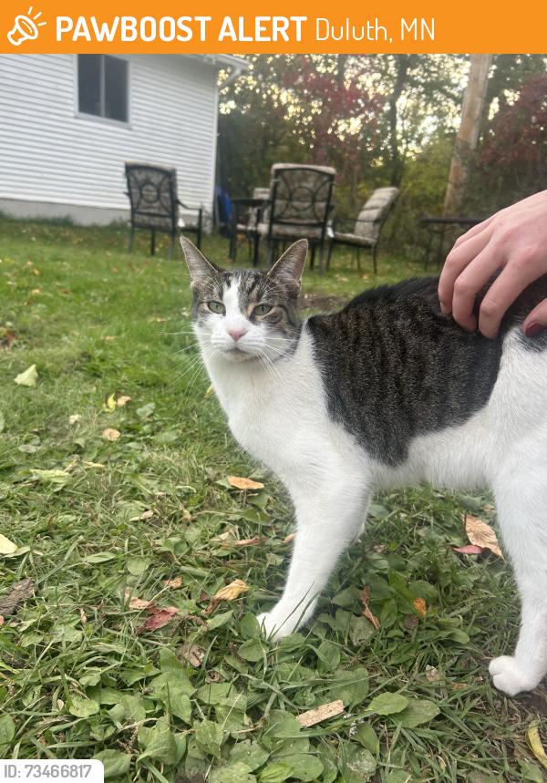 Found/Stray Unknown Cat last seen Near dominos, Duluth, MN 55803