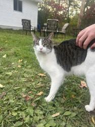 Found/Stray Unknown Cat last seen Near dominos, Duluth, MN 55803