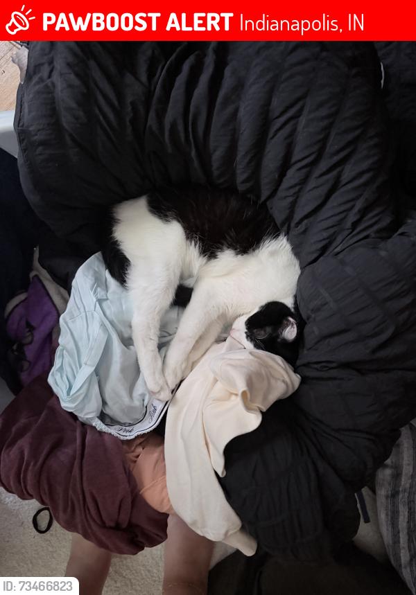 Lost Female Cat last seen Near Roncali High School, Indianapolis, IN 46227