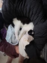Lost Female Cat last seen Near Roncali High School, Indianapolis, IN 46227