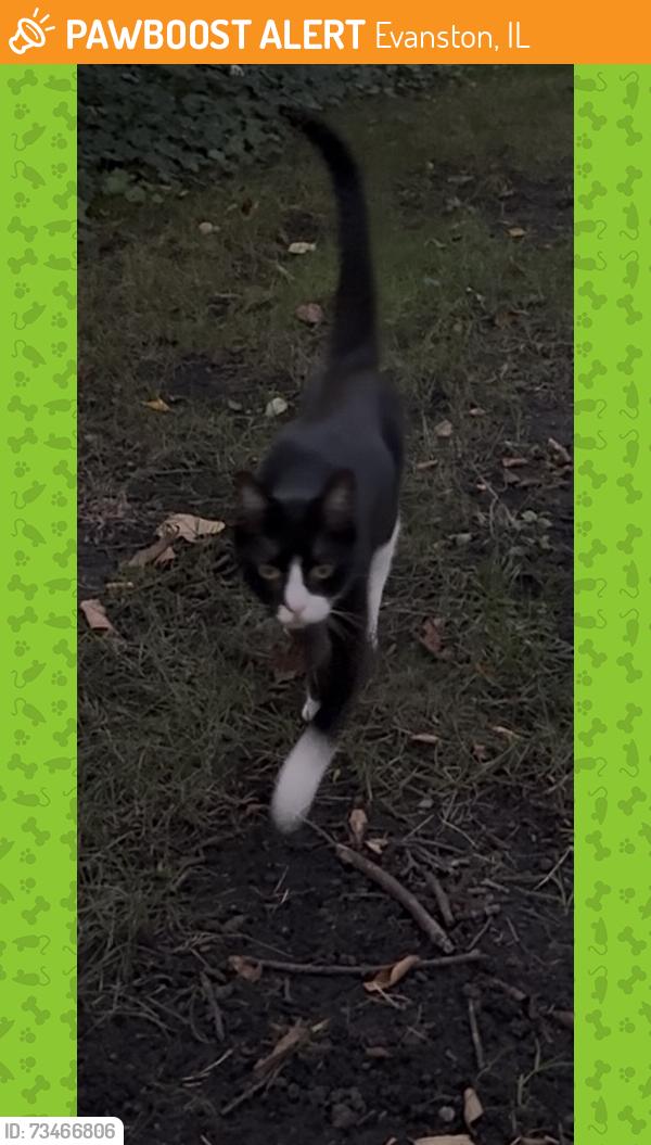 Found/Stray Unknown Cat last seen Judson Ave & Lake St, Evanston, IL 60201