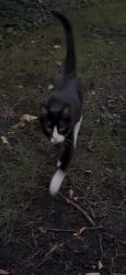 Found/Stray Unknown Cat last seen Judson Ave & Lake St, Evanston, IL 60201