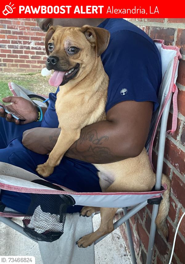 Lost Male Dog last seen Garden of Glory Community Baptist Church, Dixie Street, Alexandria, LA 71303