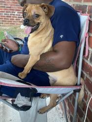 Lost Male Dog last seen Garden of Glory Community Baptist Church, Dixie Street, Alexandria, LA 71303