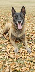 Reunited Male Dog last seen Hunt Highway and Power, Queen Creek, AZ 85142