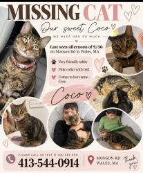 Lost Female Cat last seen McBride rd and wales rd, Wales, MA 01081