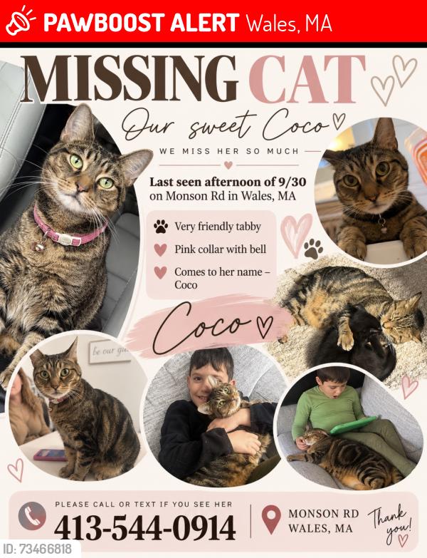 Lost Female Cat last seen McBride rd and wales rd, Wales, MA 01081