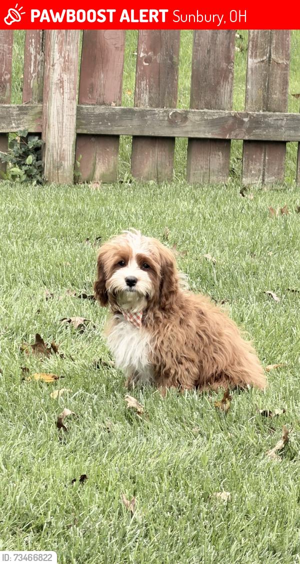 Lost Male Dog last seen Piper Place and Ross Road, Sunbury, OH 43074