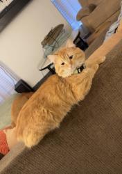Reunited Male Cat last seen Haywood rd between e north street and Pelham rd, Greenville, SC 29615