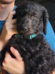 Lost Male Dog last seen Oakwood Avenue, Zionsville, IN 46077