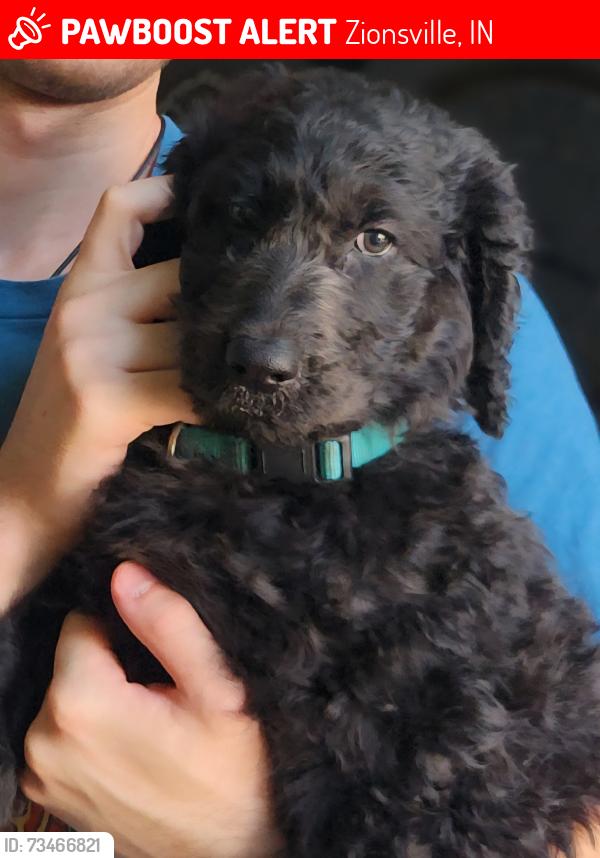 Lost Male Dog last seen Oakwood Avenue, Zionsville, IN 46077