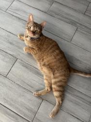 Lost Male Cat last seen Unser, Albuquerque, NM 87120