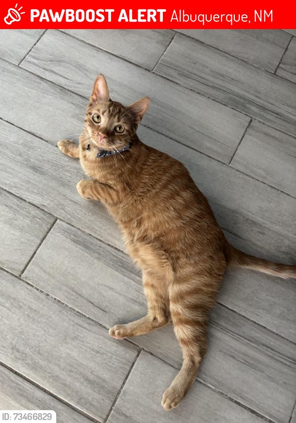 Lost Male Cat last seen Unser, Albuquerque, NM 87120