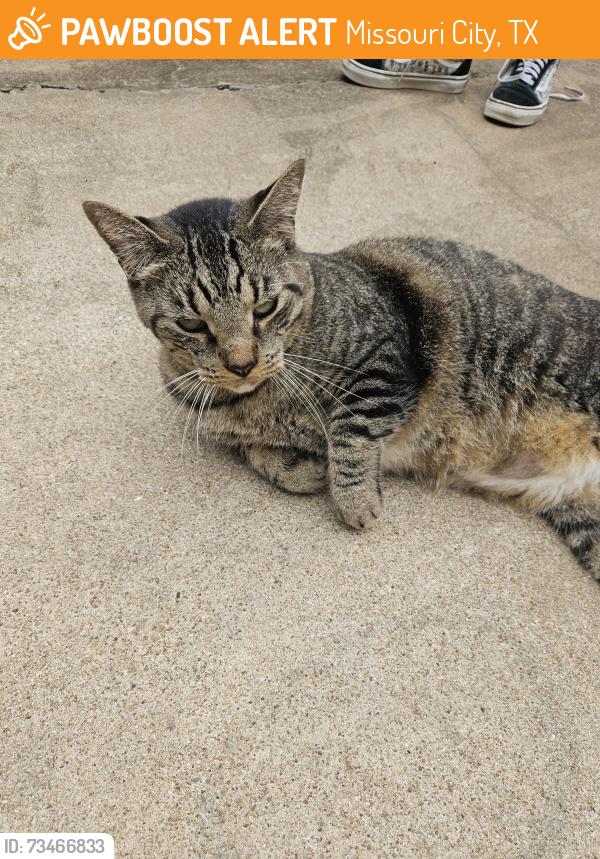 Found/Stray Unknown Cat last seen Ashmont Dr Missouri City TX, Missouri City, TX 77459