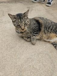 Found/Stray Unknown Cat last seen Ashmont Dr Missouri City TX, Missouri City, TX 77459